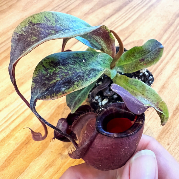 Nepenthes mirabilis var. globosa × ampullaria TC | Seller's Choice, Hainan Collection