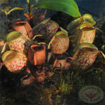 Nepenthes ampullaria 'Green Lip' TC | Seller's Choice, Hainan Collection