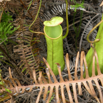 Nepenthes gracilis | Seller's Choice, Hong Kong Collection