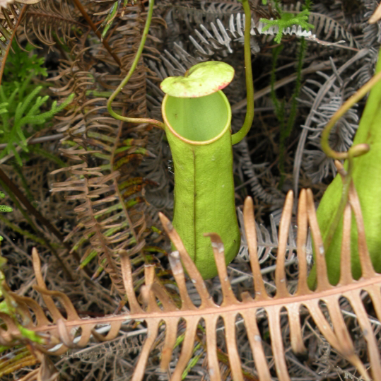 Nepenthes gracilis | Seller's Choice, Hong Kong Collection