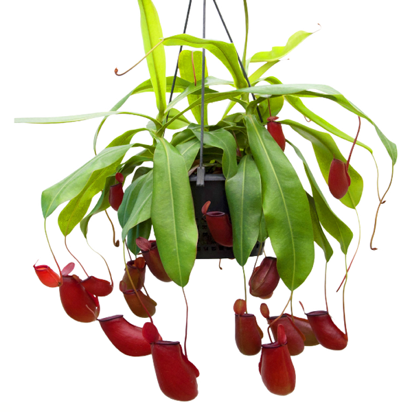 Nepenthes 'Blood Mary'[P] | Seller's Choice, Hong Kong Collection