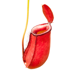 Nepenthes 'Blood Mary' TC | Seller's Choice, Hainan Collection