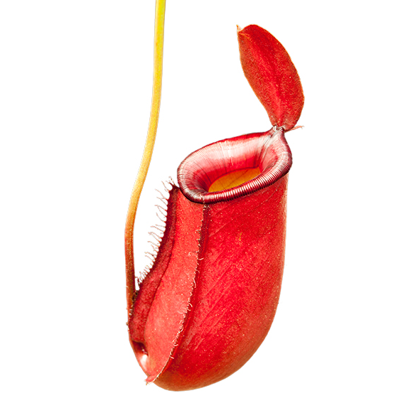Nepenthes 'Blood Mary' TC | Seller's Choice, Hainan Collection