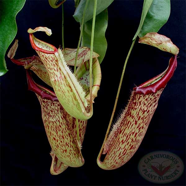 Nepenthes 'Miranda' TC | Seller's Choice, Hainan Collection