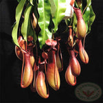 Nepenthes × 'Ventrata' TC | Seller's Choice, Hainan Collection