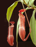 Nepenthes vieillardii | Seller's Choice, Hong Kong Collection