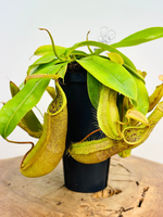 Nepenthes hispida 'Beck' | Seller's Choice, Hong Kong Collection