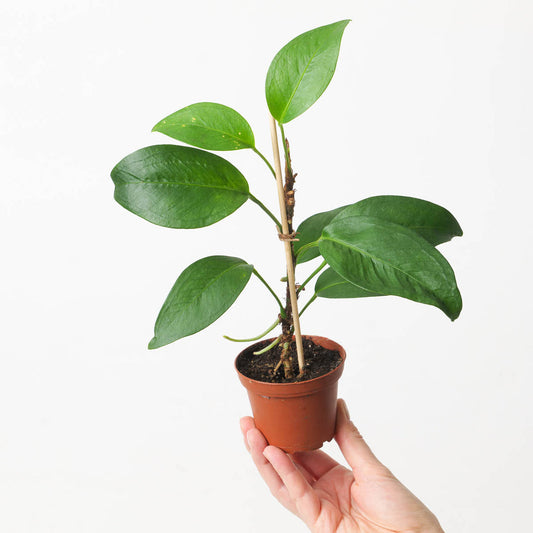 Anthurium scandens | Seller's Choice, Hong Kong Collection