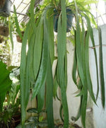 Anthurium vittariifolium. | Seller's Choice, Hong Kong Collection