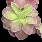 Pinguicula 'Guatemala' | Seller's Choice, Hong Kong Collection