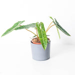 Philodendron billetiae | Seller's Choice, Hainan Collection