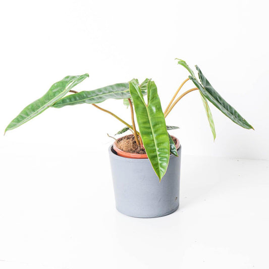 Philodendron billetiae | Seller's Choice, Hainan Collection