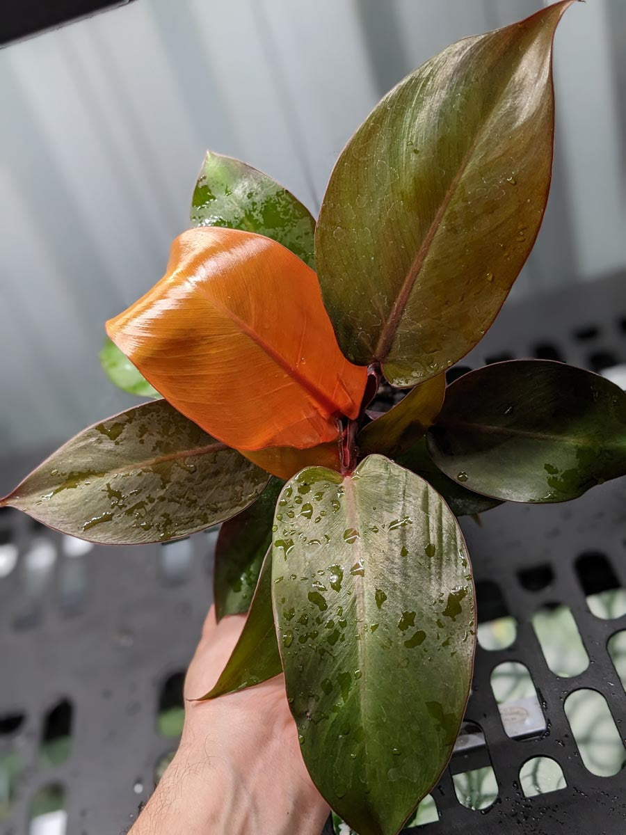 Philodendron 'Blood Luna' | Seller's Choice, Hong Kong Collection