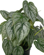 Philodendron 'Brandi' | Seller's Choice, Hong Kong Collection