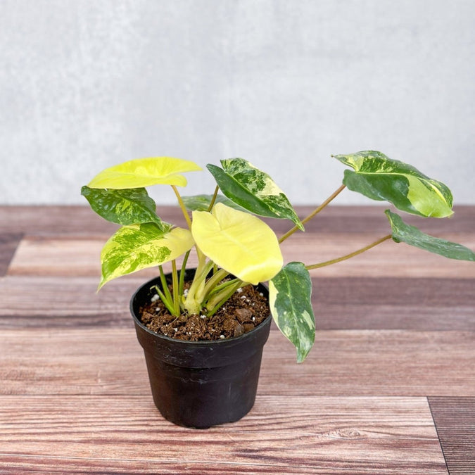 Philodendron 'Burle Marx Albo' TC | Seller's Choice, Hong Kong Collection