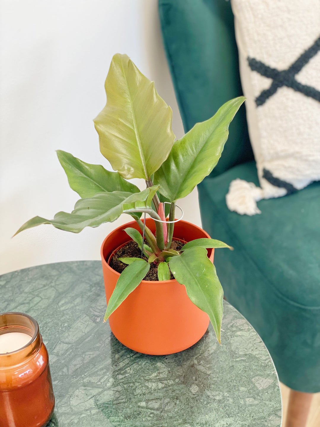 Philodendron 'Caramel Pluto' | Seller's Choice, Hainan Collection