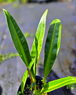 Philodendron crassinervium | Seller's Choice, Hong Kong Collection