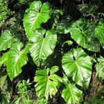 Philodendron 'Gigante' | Seller's Choice, Hong Kong Collection