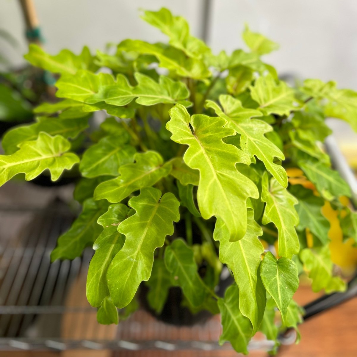 Philodendron 'Golden Xanadu' | Seller's Choice, Hong Kong Collection