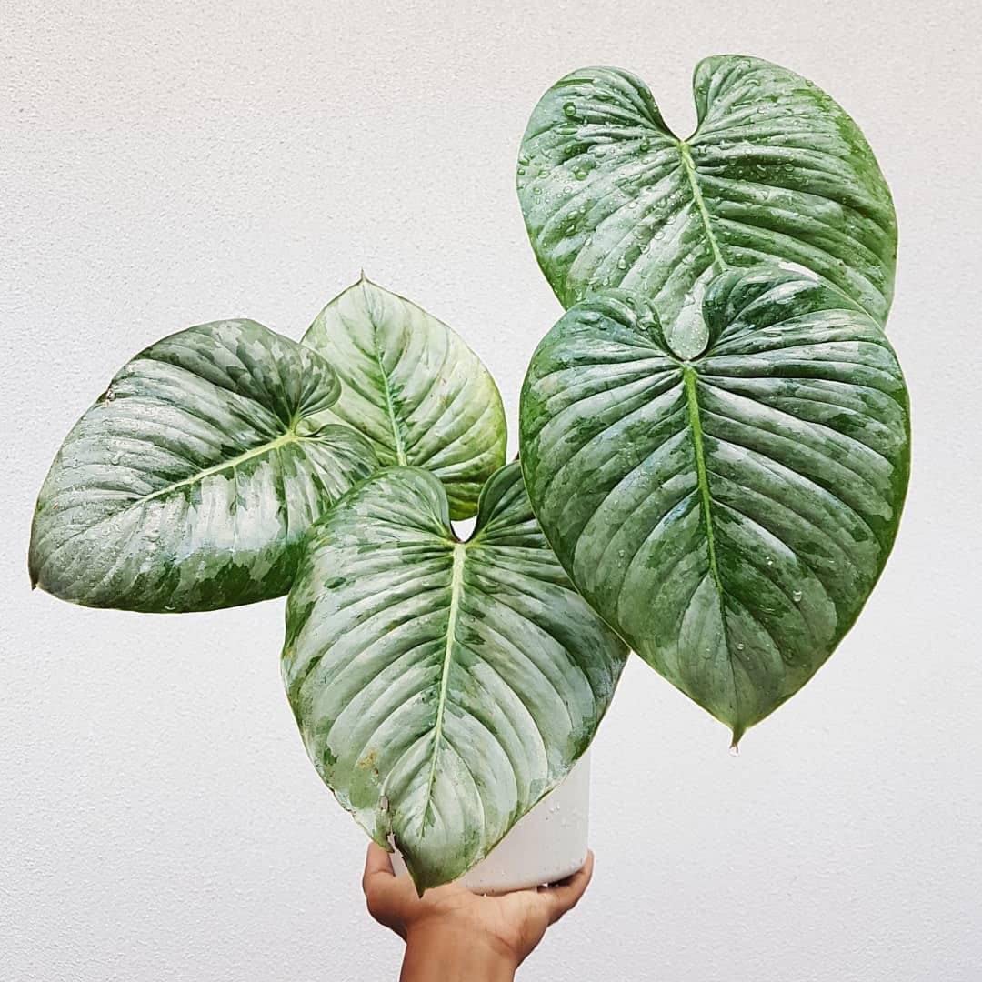 Philodendron mamei | Seller's Choice, Hong Kong Collection