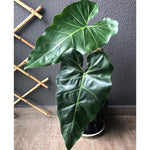 Philodendron Maximum | Seller's Choice, Hainan Collection