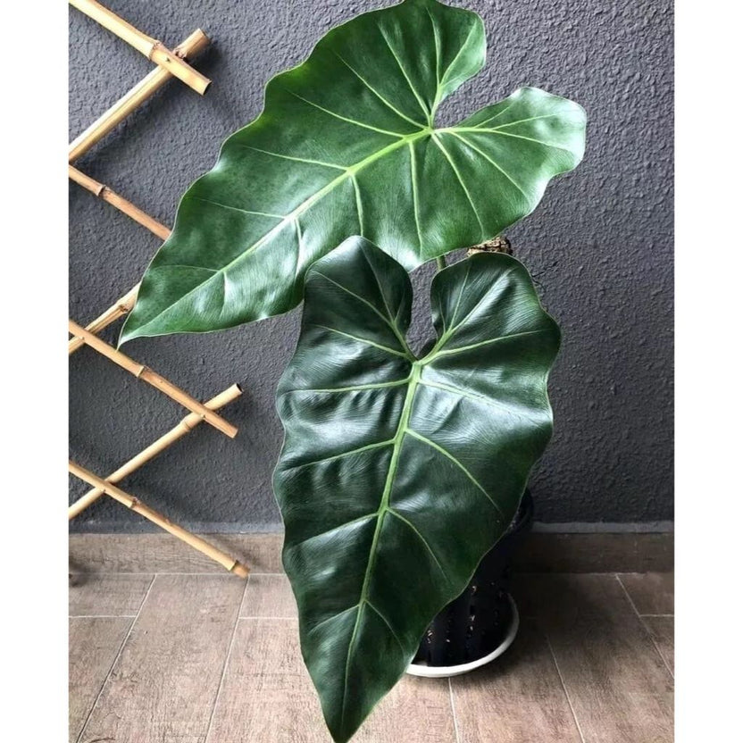 Philodendron Maximum | Seller's Choice, Hainan Collection
