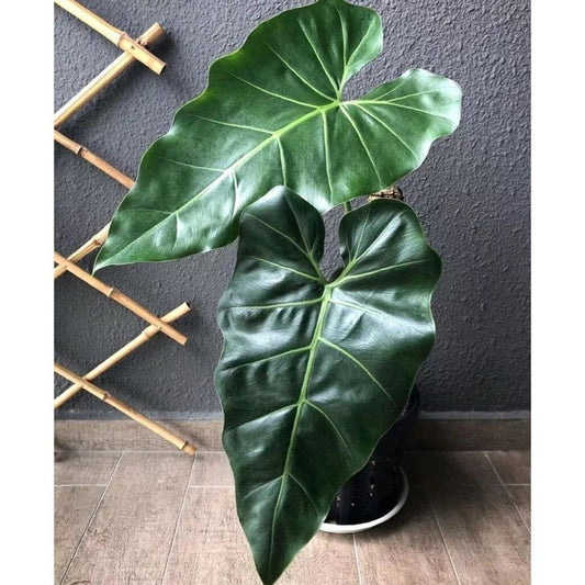 Philodendron maximum | Seller's Choice, Hong Kong Collection