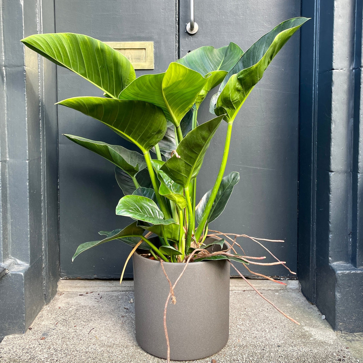 Philodendron 'Million' | Seller's Choice, Hainan Collection