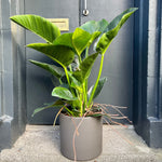 Philodendron 'Million' | Seller's Choice, Hainan Collection