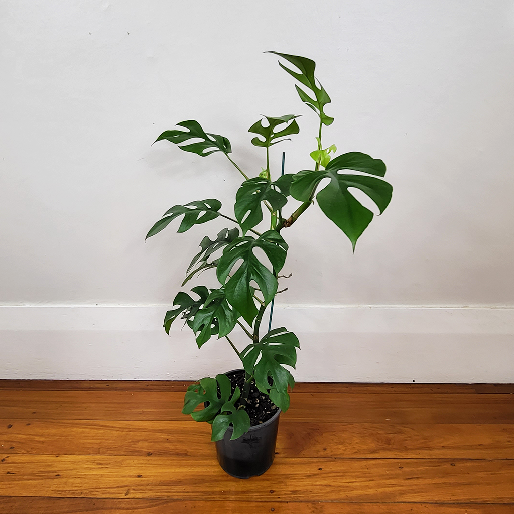 Philodendron minima | Seller's Choice, Hong Kong Collection