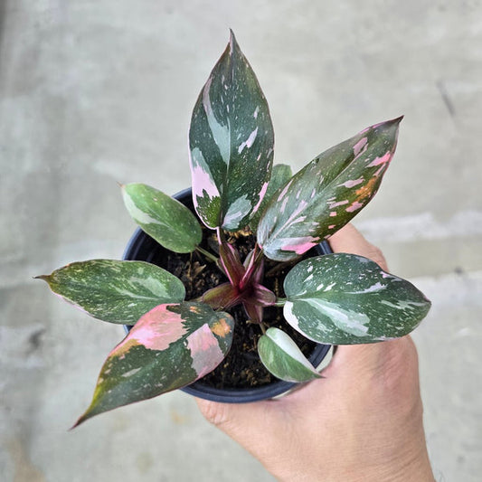 Philodendron 'Pink Princess Marble' | Seller's Choice, Hong Kong Collection