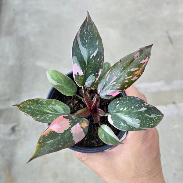 Philodendron 'Pink Princess Marble' | Seller's Choice, Hong Kong Collection