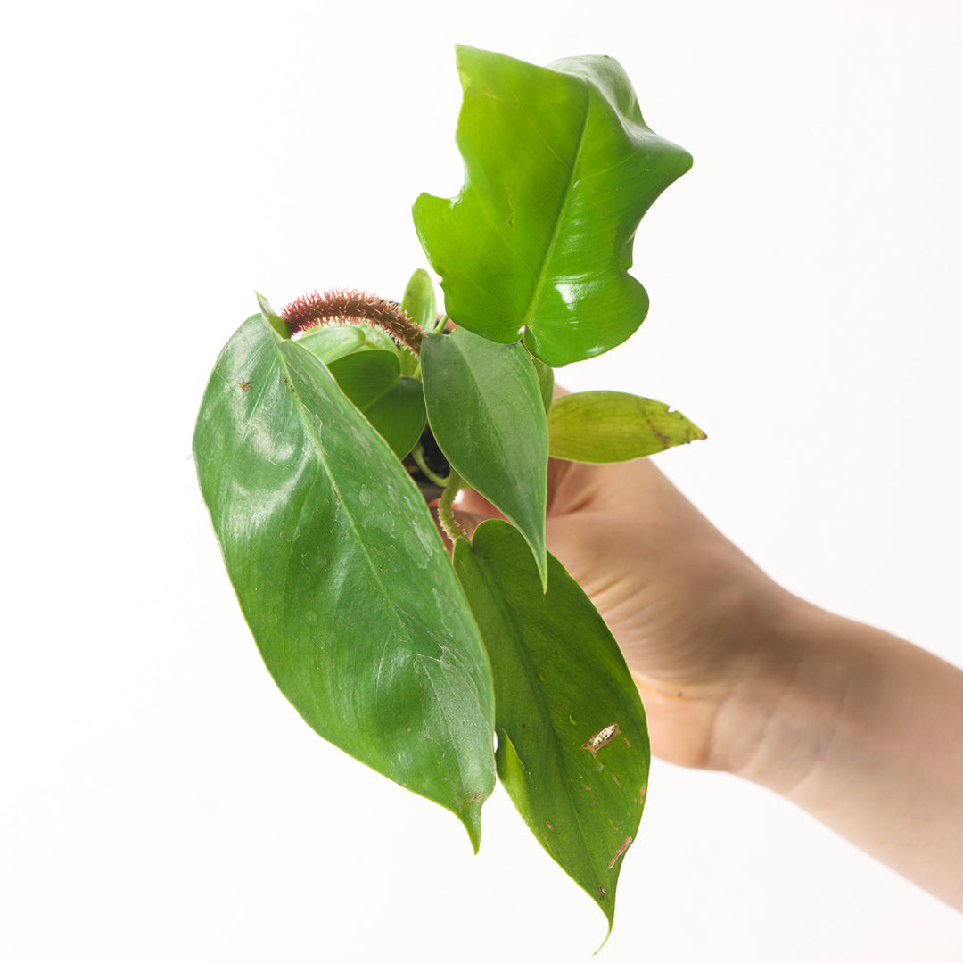 Philodendron squamiferum | Seller's Choice, Hainan Collection