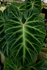 Philodendron verrucosum 'Magic Marks' | Seller's Choice, Hong Kong Collection