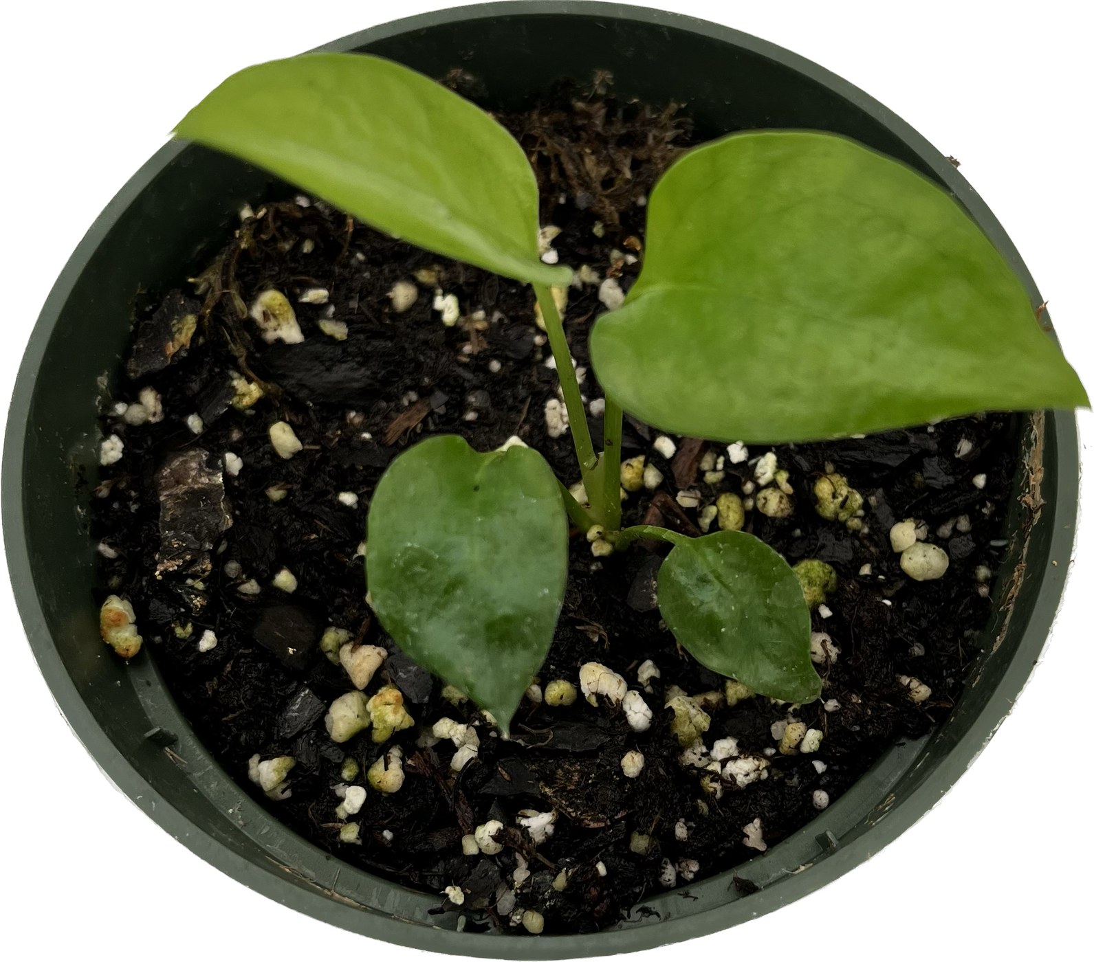 Philodendron 'Skeleton Key' | Seller's Choice, Hong Kong Collection