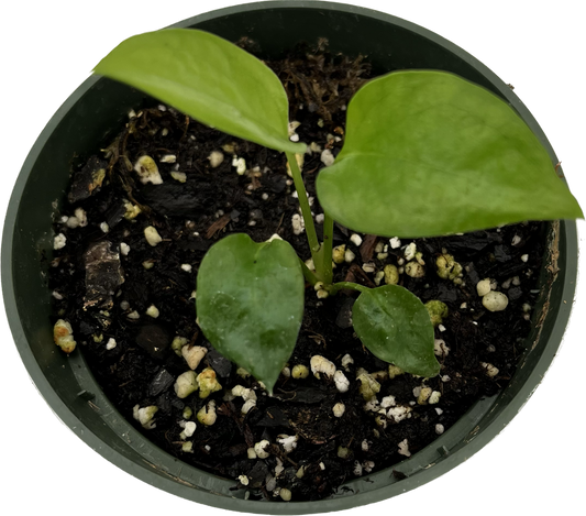 Philodendron 'Skeleton Key' | Seller's Choice, Hong Kong Collection