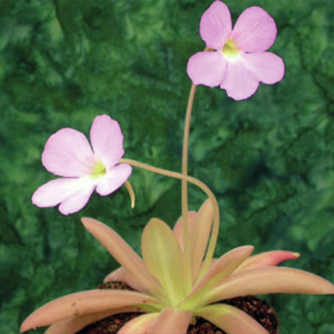 Pinguicula 'Aphrodite' | Seller's Choice, Hong Kong Collection