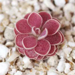 Pinguicula 'Florian' | Seller's Choice, Hong Kong Collection