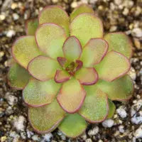 Pinguicula 'Kondoi' | Seller's Choice, Hong Kong Collection