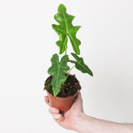 Alocasia 'Portei' | Seller's Choice, Hong Kong Collection