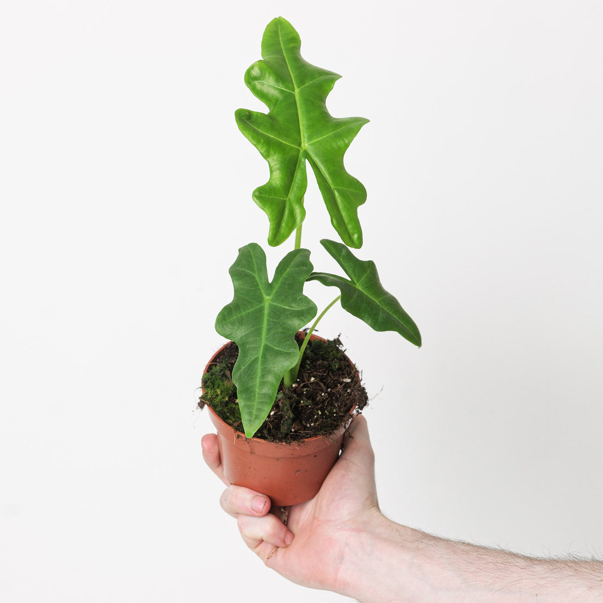 Alocasia 'Portei' | Seller's Choice, Hong Kong Collection