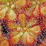 Drosera 'Pretty Rosette' TC | Seller's Choice, Hainan Collection