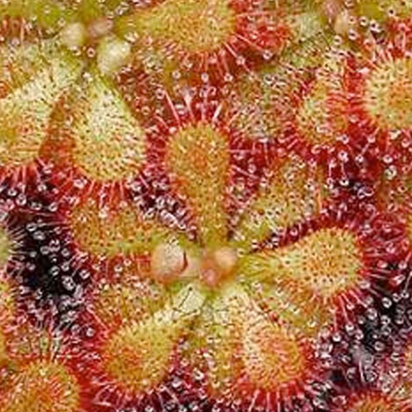 Drosera 'Pretty Rosette' TC | Seller's Choice, Hainan Collection