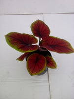 Caladium 'Autumn Charm/Selma' | Seller's Choice, Hong Kong Collection