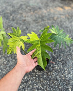 Philodendron Radiatum Variegated TC | Grower's Choice, Foshan Collection