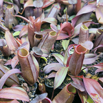 Nepenthes 'Rebecca Soper' | Seller's Choice, Hong Kong Collection