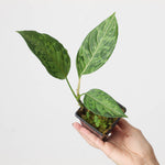 Aglaonema Red Army(Aglaonema Pictum Tricolor x Rotundom) TC | Grower's Choice, Foshan Collection