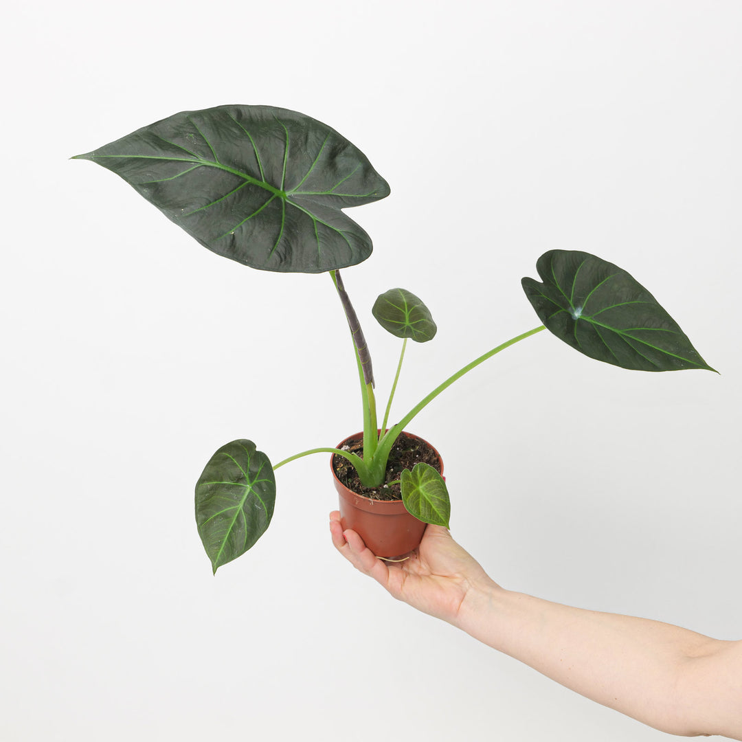 Alocasia regale shield | Seller's Choice, Hainan Collection