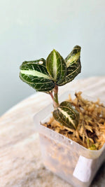 Anoectochilus leyli 'Brown' hybrid | Seller's Choice, Hong Kong Collection
