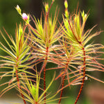 Roridula gorgonias | Seller's Choice, Hong Kong Collection